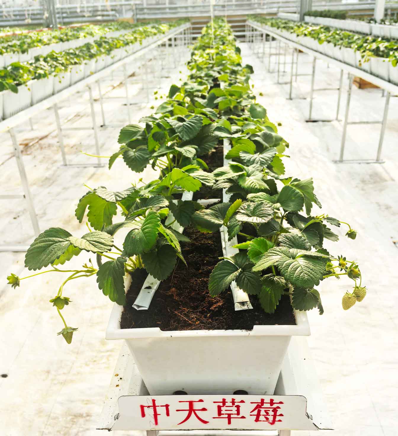 自治區(qū)綠色優(yōu)質(zhì)果蔬展銷中心psd-恢復的_29.jpg 自治區(qū)綠色優(yōu)質(zhì)果蔬展銷中心psd-恢復的_29.jpg