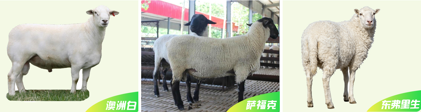 1、種羊網頁_07.jpg